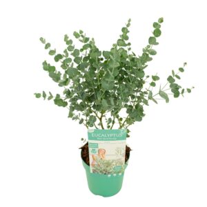 Eucalyptus gunnii 'Azura'
(6 Plants/Order)(15cmP 35cmH)