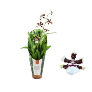 Cambria Stirbic Inca Bounty 1 spike 9cm in luxury jungle cover
(11 Plants/Order)(9cmP 30cmH)