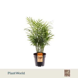 Chamaedorea elegans
(7 Plants/Order)(14cmP 55cmH)