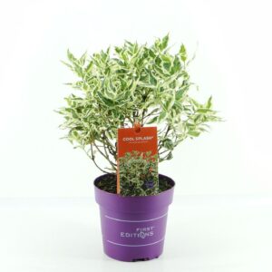 Diervilla sessilifolia Diervilla ses. Cool Splash (First Editions®)
(1 Plants/Order)(19cmP 40cmH)