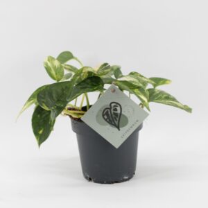 Epipremnum pinnatum Epipremnum Churchill Gold
(10 Plants/Order)(12cmP 20cmH)
