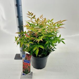 Nandina domestica Gulfstream'
(1 Plants/Order)(23cmP 40cmH)
