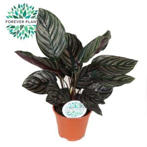 Calathea Ornata p14 PEAT FREE
(8 Plants/Order)(14cmP 42cmH)