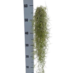 Tillandsia usneoides Tillandsia usneoides x12 medium
(12 Plants/Order)(cmP 50cmH)