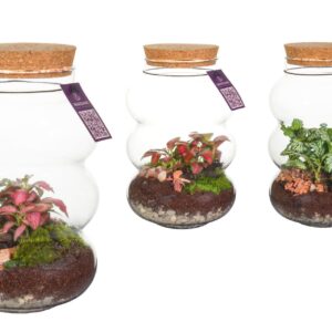 Indoor plants green Wardians Terrarium - Pluto small
(6 Plants/Order)(12cmP 20cmH)