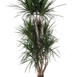 Dracaena marginata busch P34-180
(1 Plants/Order)(34cmP 180cmH)