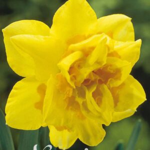 Droge Bulbs Narcissus Double Dick Wilden x5 14/16
(10 Plants/Order)(5cmP 35cmH)