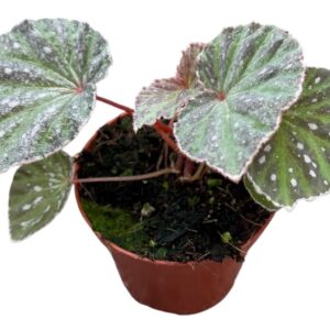 Begonia Begonia Snow Hare
(14 Plants/Order)(8cmP 12cmH)