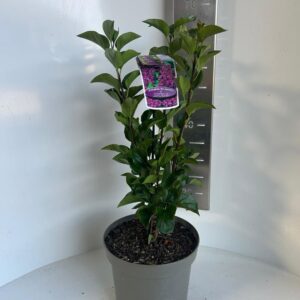 Syringa Andenken an Ludwig vulg. Spath'
(1 Plants/Order)(23cmP 60cmH)