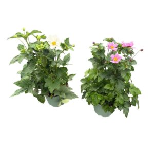 Anemone in Types
(1 Plants/Order)(17cmP 40cmH)