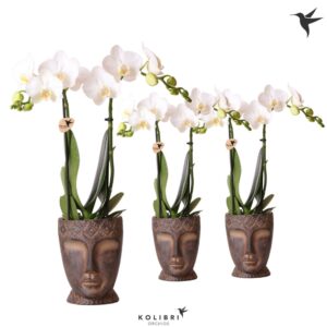 Phalaenopsis Multiflora white 2 spike in Totem Mask Pot
(7 Plants/Order)(9cmP 40cmH)