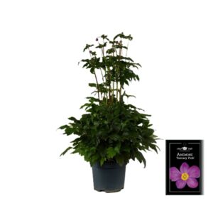 Anemone hupehensis Fantasy Jasmine Pink P19
(3 Plants/Order)(19cmP 70cmH)