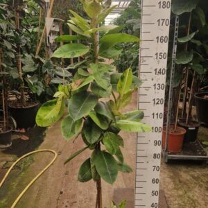Ficus Moonshine Shivereana stam 200
(1 Plants/Order)(30cmP 200cmH)