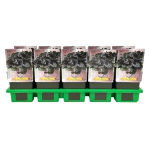 Ajuga reptans 'Black Scallop' P11
(10 Plants/Order)(11cmP 25cmH)