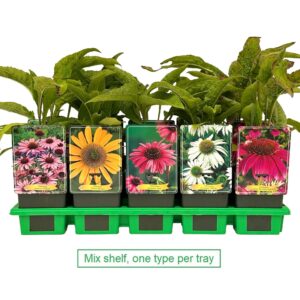 Echinacea purpurea mix laag P11
(10 Plants/Order)(11cmP 25cmH)