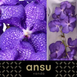 Vanda Kanchana Magic Blue Vanda Magic Blue
(16 Plants/Order)(cmP 30cmH)