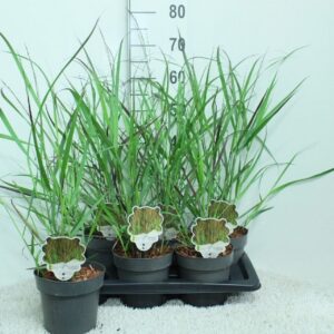 Panicum virgatum Squaw' P17
(6 Plants/Order)(17cmP 70cmH)