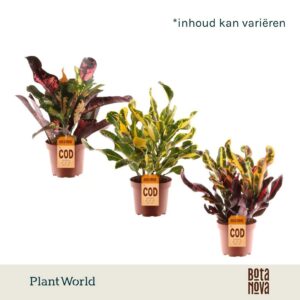 Codiaeum Croton kopstek 3-5 pp mixed
(10 Plants/Order)(12cmP 30cmH)