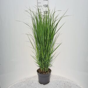 Panicum virgatum Northwind P26
(1 Plants/Order)(26cmP 110cmH)