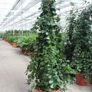 Ficus Trinova
(1 Plants/Order)(50cmP 230cmH)