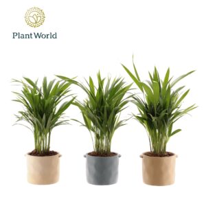 Chrysalidocarpus Dypsis lutescens (Areca) 14 cm in Pot Charlotte
(6 Plants/Order)(14cmP 45cmH)