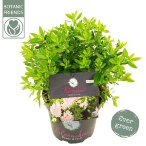 Rhododendron Bloombux' Pink
(1 Plants/Order)(17cmP 35cmH)