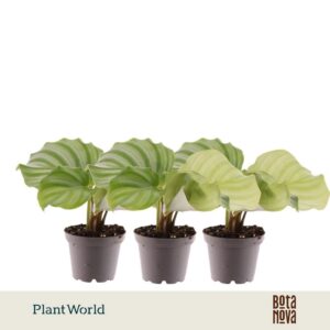 Calathea orbifolia
(16 Plants/Order)(7cmP 20cmH)