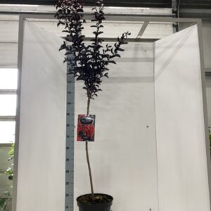 Lagerstroemia indica Red Hot' (Black Diamond®) 80 stam
(1 Plants/Order)(29cmP 160cmH)