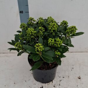 Skimmia japonica Pabella 23cm 15+ receme
(1 Plants/Order)(23cmP 45cmH)