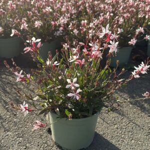 Gaura Belleza Dark Pink Lindheimeri
(1 Plants/Order)(17cmP 45cmH)