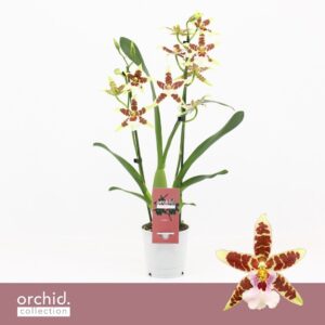 Cambria Aliceara Renaissance White 2-spike 'Orchid Collection'
(10 Plants/Order)(12cmP 50cmH)