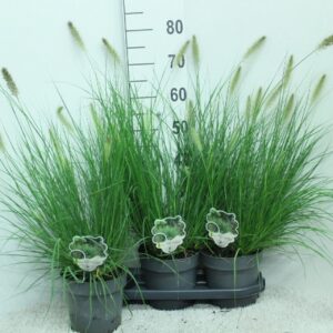 Pennisetum alopecuroides Hameln
(3 Plants/Order)(19cmP 80cmH)
