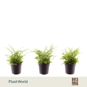 Nephrolepis Green Fantasy
(16 Plants/Order)(7cmP 10cmH)