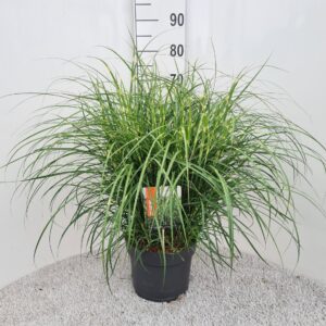 Miscanthus sinensis Strictus Dwarf P26
(1 Plants/Order)(26cmP 60cmH)