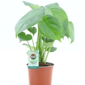 Monstera deliciosa
(10 Plants/Order)(12cmP 40cmH)