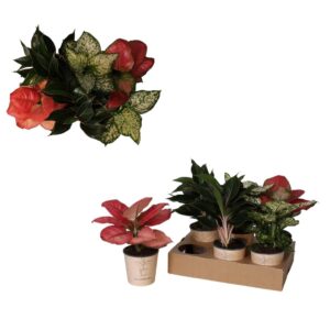 Aglaonema mixed Aglaonema `Mix`
(4 Plants/Order)(12cmP 30cmH)