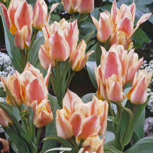Droge Bulbs Tulipa Greigii Quebec x10 12/+
(10 Plants/Order)(20cmP 25cmH)