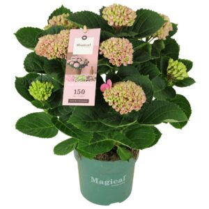 Hydrangea Hydrangea Magical Revolution ® pink 5/6 flowers
(6 Plants/Order)(14cmP 35cmH)