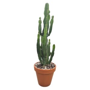 Euphorbia acrurensis acruensis 27 cm
(1 Plants/Order)(27cmP 90cmH)