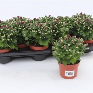 Chrysanthemum Indicum Chrysanthemum Gardenmum Purple
(12 Plants/Order)(10.5cmP 17cmH)