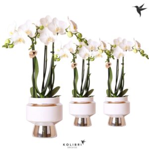 Phalaenopsis Multiflora white 3 spike in Le Chic Pot silver
(6 Plants/Order)(9cmP 40cmH)