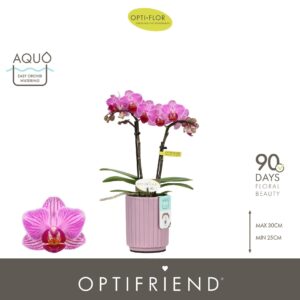 Phalaenopsis Multifloratypes other Optifriend Lotte 2 spike in Molise Lilac Aquo
(6 Plants/Order)(7cmP 25cmH)