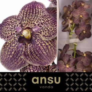 Vanda Sunanda Chocolate Brown Vanda Sunanda Chocolate brown
(16 Plants/Order)(cmP 30cmH)