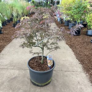 Acer palmatum Garnet
(1 Plants/Order)(40cmP 125cmH)