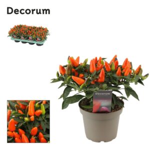 Capsicum annuum Torero Dark Orange Capscium orange
(8 Plants/Order)(13cmP 23cmH)