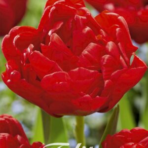 Droge Bulbs Tulipa Double Early Abba x7 12/+
(10 Plants/Order)(20cmP 40cmH)