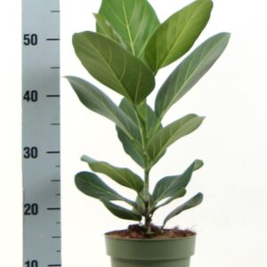 Ficus Audrey bengalensis
(1 Plants/Order)(17cmP 65cmH)