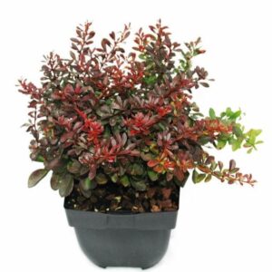 Berberis thunbergii Atropurpurea N
(6 Plants/Order)(17cmP 45cmH)