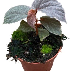 Begonia Begonia Lamriana Silver
(14 Plants/Order)(8cmP 12cmH)