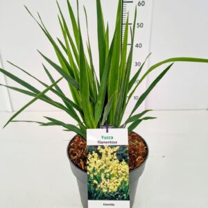 Yucca filamentosa C7
(1 Plants/Order)(23cmP 60cmH)